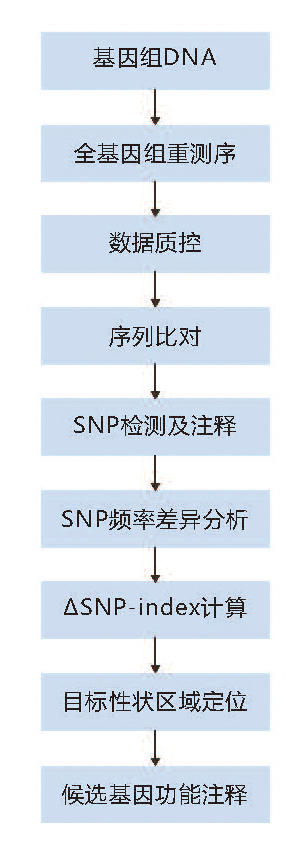 BSA性状定位技术路线.jpg